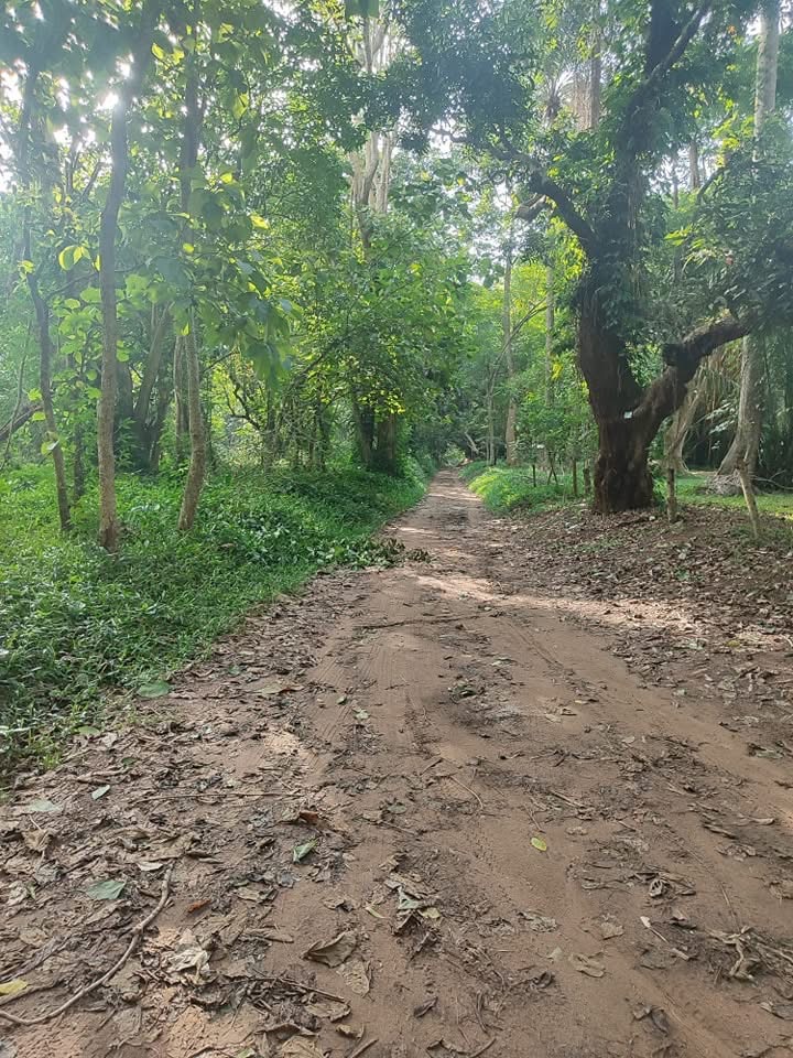 Une allé jardin botanique de Bingerville