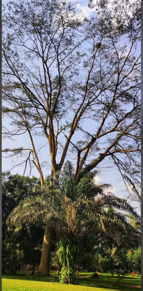 Arbre a longue branche du jardin botanique bingerville