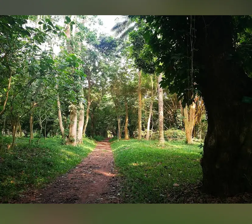 Arbre du jardin botanique bingerville