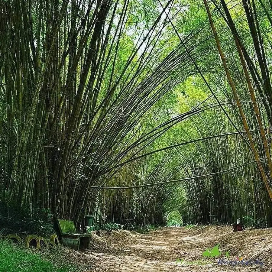 passage dans le jardin botanique bingerville